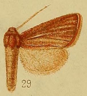 Timora daphoena